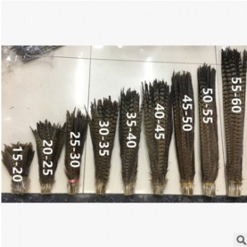野鸡羽毛 35-40自然色山鸡毛图1