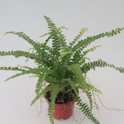 植物小盆栽  纽扣蕨90#东星花场直销