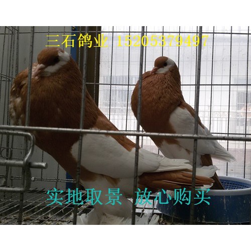 供应**马甲球鸽**免费运输图2