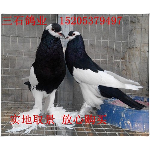 供应**马甲球鸽**免费运输图1