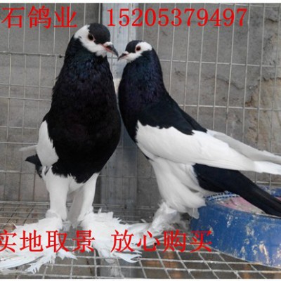供应**马甲球鸽**免费运输