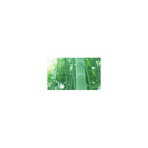 【直销】竹纤维纱线21S 股线/2 高品质 抗菌 功能环保