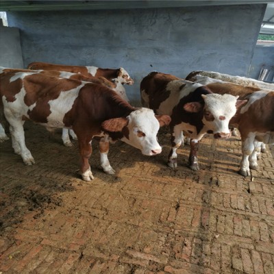 西门塔尔牛肉牛仔 2020年供应西门塔尔牛 晟源牧业 牛犊养殖场