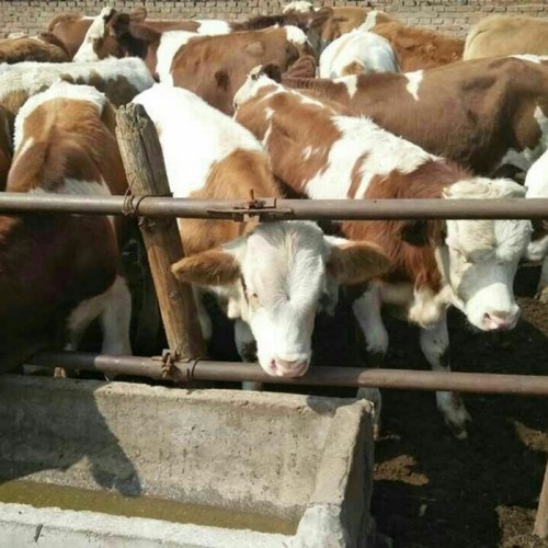 西门塔尔牛肉牛仔 2020年供应西门塔尔牛 晟源牧业 牛犊养殖场图7