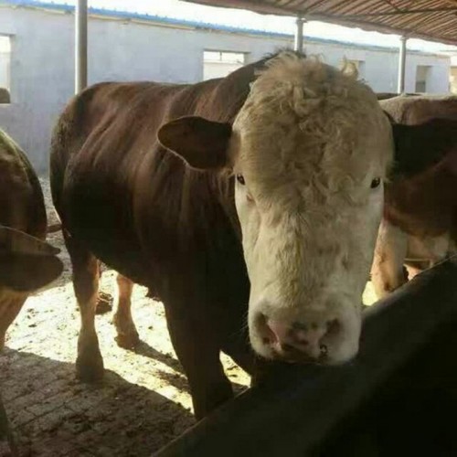 西门塔尔牛肉牛仔 2020年供应西门塔尔牛 晟源牧业 牛犊养殖场图4