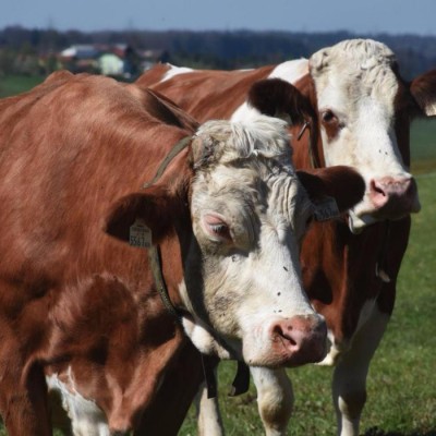 西门塔尔牛肉牛仔 批发改良西门塔尔牛 晟源牧业 肉牛养殖场