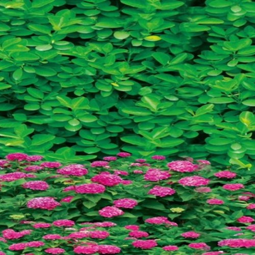 防寒布厂家 1米印花防寒布 绿化无纺布 玉垒树木保温包树布有限公司图3