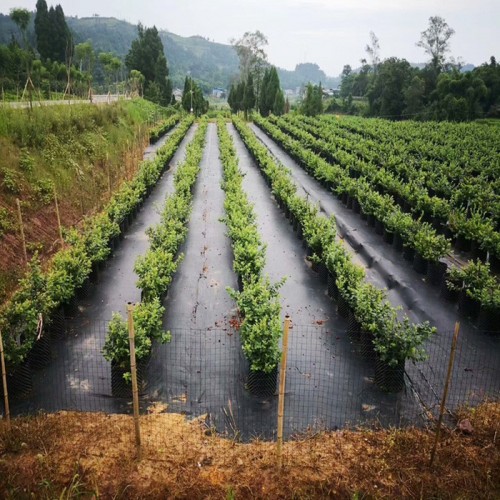 防草布除草布耐用防水地布果园果树农用大棚无纺布遮草盖草地布垫图6