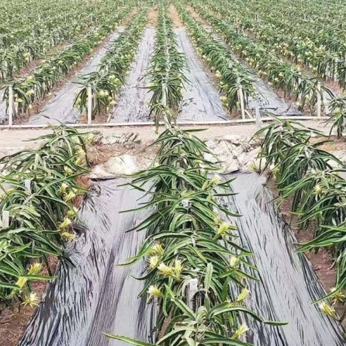 防草布除草布耐用防水地布果园果树农用大棚无纺布遮草盖草地布垫图5