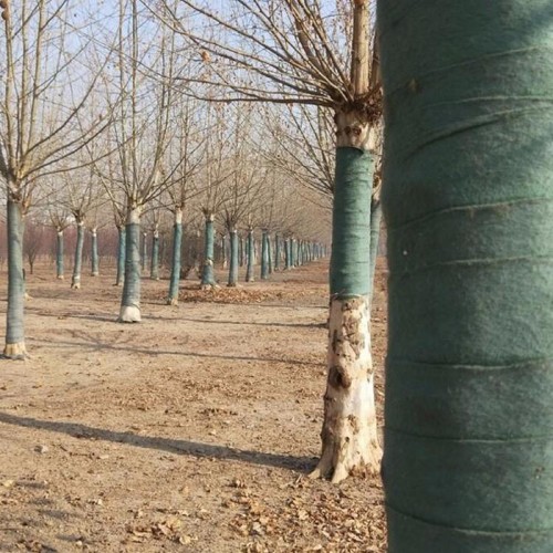 包土球无纺布  捆绑布绳子图片 厂家批发 捆土球布带图3