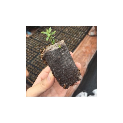 恩茁科技无纺布 轻基质网袋容器专用无纺布图4
