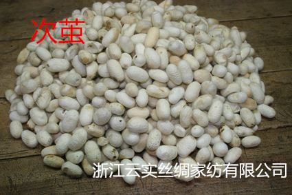 黄斑茧_副本