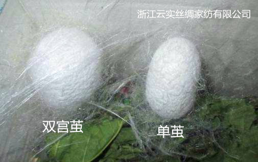 双宫茧与单茧_副本